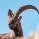 Ibex Capricorn