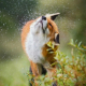 Fox Ritch