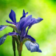 blaublütig