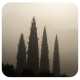 SilentForest