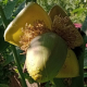 Klimagarten