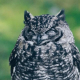 Owl Eyes