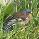 adr_froe
