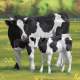 Tittkalv 🐄