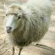 Minna Sophie 🐑