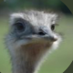 TantePiep