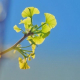 DerGinko