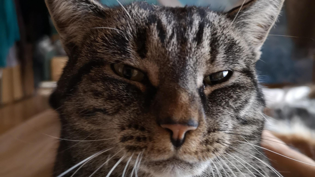Katze