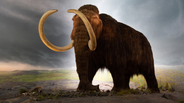 Ein Wollmammut