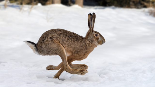 Ein Hase