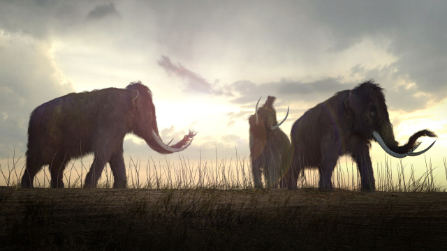 Bild mehrere Mastodons