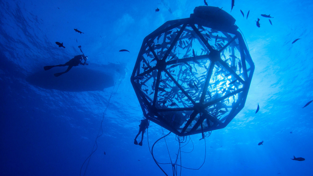 Das US-Unternehmen Ocean Era hat einen kugelförmigen Netzkäfig entwickelt, der frei in den Meereswirbeln bei Hawaii treibt. In den "Floating Pods" genannten Käfigen zieht Ocean Era den Raubfisch Kona kampachi auf. 