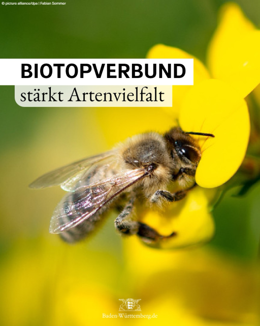 Text: Biotopverbund stärkt Artenvielfalt. Foto zeigt eine Biene auf einer gelben Blume. Copyright: dpa / picture alliance | Fabian Sommer.