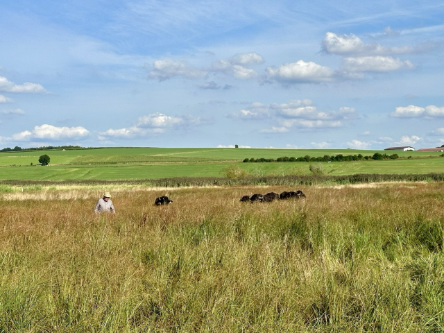 Ein Landwirt mit einer Herde von Wasserbüffeln auf einem Feld im Federseemoor.